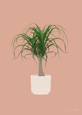 Ponytail Palm Illustration