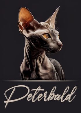 Adorable Peterbald