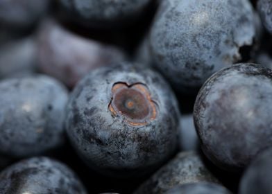 Fresh blueberries close up