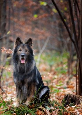 German Shepherd in forest