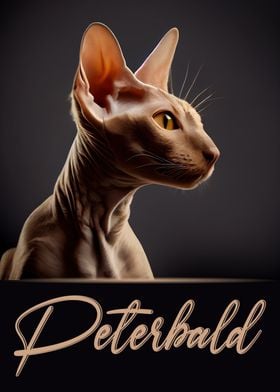 Elegant Peterbald