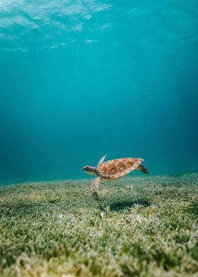 petite turtle and sea