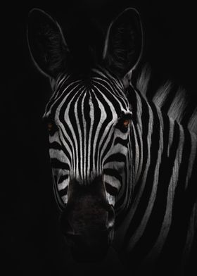 black and white zebra