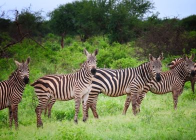 African zebras in Kenya