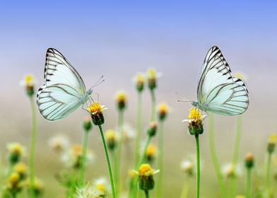 Gray Butterflies