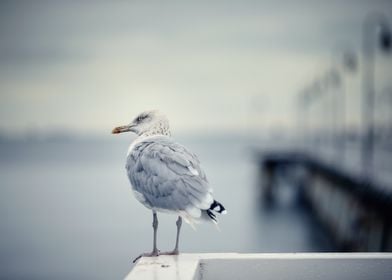 Seagull on the pier