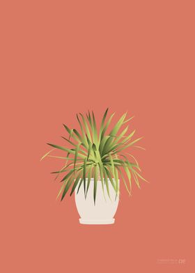 Cabbage Palm Illustration