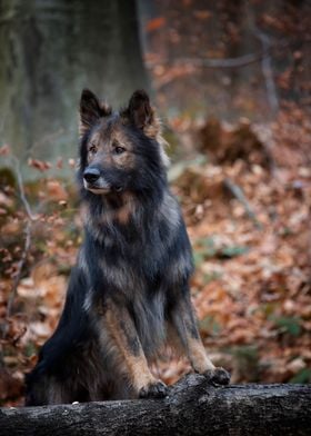 German Shepherd in autumn