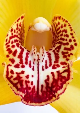 Orchid Flower