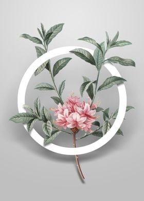 Vintage Azalea Flower Art