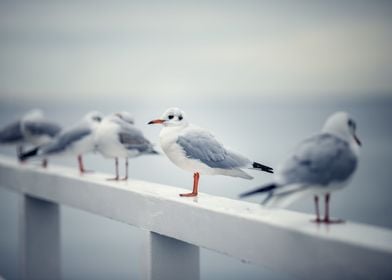 Seagull on the pier