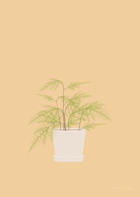 Asparagus Fern