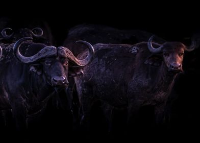 Wildebeest