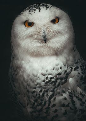 animal poster white owl