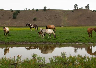 Ponies at the Pond
