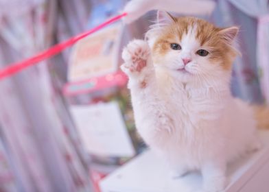 Cute waving Kitten