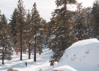 California Winter Forest