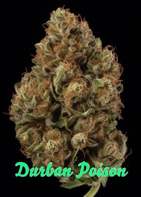 Durban Poison Weed Poster