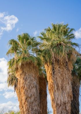 Palm Trees Photography