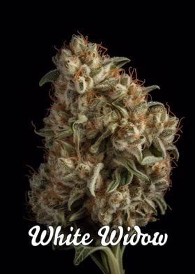 White Widow Marijuana Weed