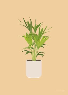 Kentia Palm Illustration