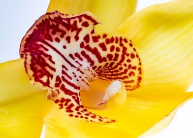 Yellow Orchid