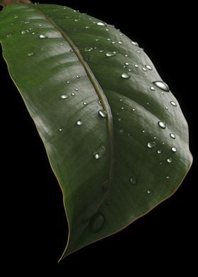 Rainy Banana Leaf