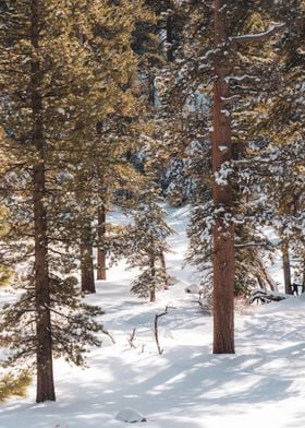 Mount San Jacinto Winter