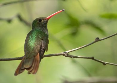 Hummingbird Image