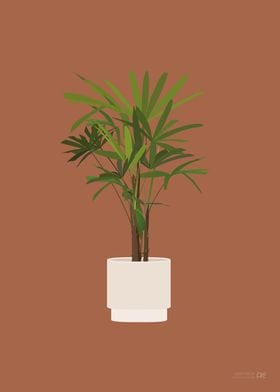 Lady Palm Illustration