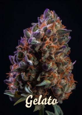 Gelato Marijuana Poster