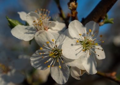 Spring flowers