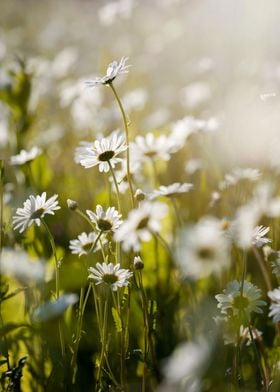 White field camomiles