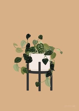 Satin Pothos Illustration