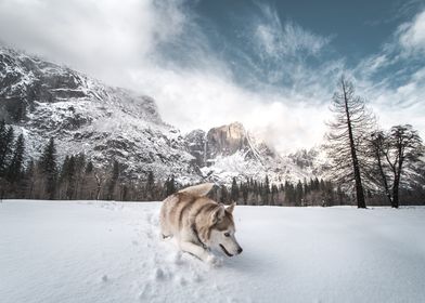 husky dog and snow