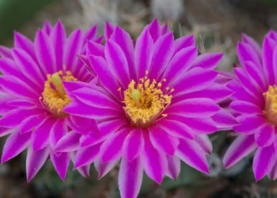 Hedgehog Cactus Flower