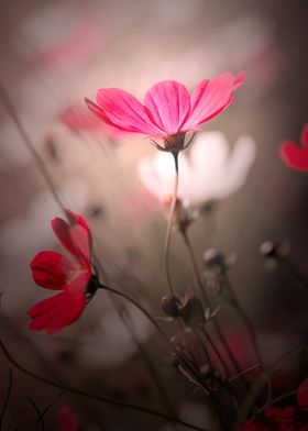 Pink flowers, macro,meadow