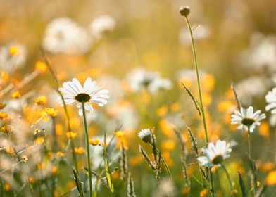 Summer meadow with flowers