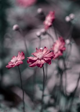 Anemone, pink macro flower