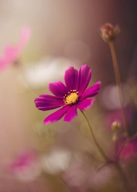 Pink flowers in the garden