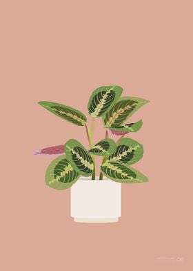 Prayer Plant Illustration