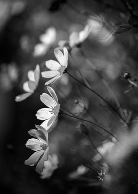 Garden BW flower, meadow