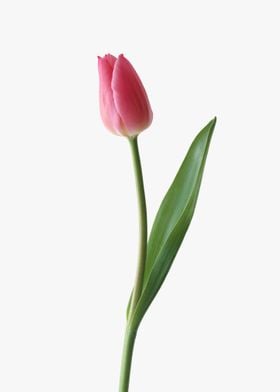 Tulip Flower