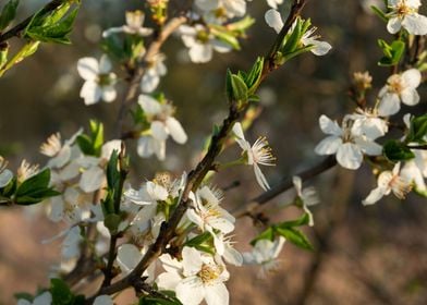 Spring flowers