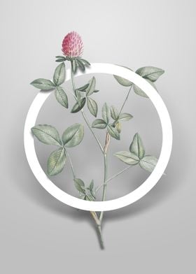 Vintage Pink Clover Flower