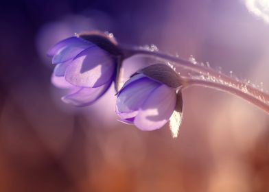 Purple flowers in forest