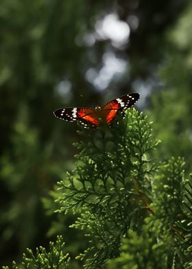 Nature Butterfly 01