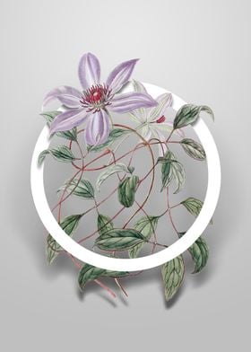 Violet Clematis Flower Art