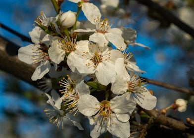 Spring flowers