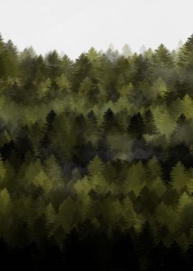 Foggy forest